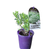 DAPHNE ETERNAL FRAGRANCE 140MM - Image 3