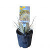 Conostylis Silver Sunrise 140mm