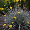 Conostylis Silver Sunrise 140mm - Image 3