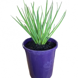 TULBAGHIA STARBURST 140MM