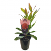 TELOPEA SHADY LADY RED 140MM