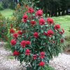 TELOPEA SHADY LADY RED 140MM - Image 3
