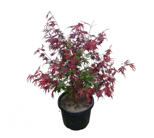 ACER PALMATUM SHAINA 300MM | The Garden Feast