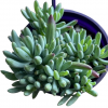 Senecio Dwarf Blue Chalk Sticks 140mm