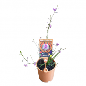 Dichopogon / Arthropodium strictus Chocolate Lily Tucker Bush 150mm