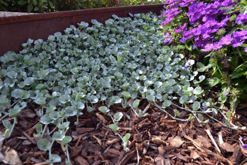 DICHONDRA SILVER FALLS 140MM 2