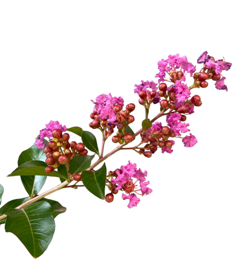 LAGERSTROMEA ZUNI TREE FORM 400MM