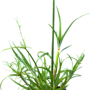 CYPERUS PAPYERUS DWARF 140MM