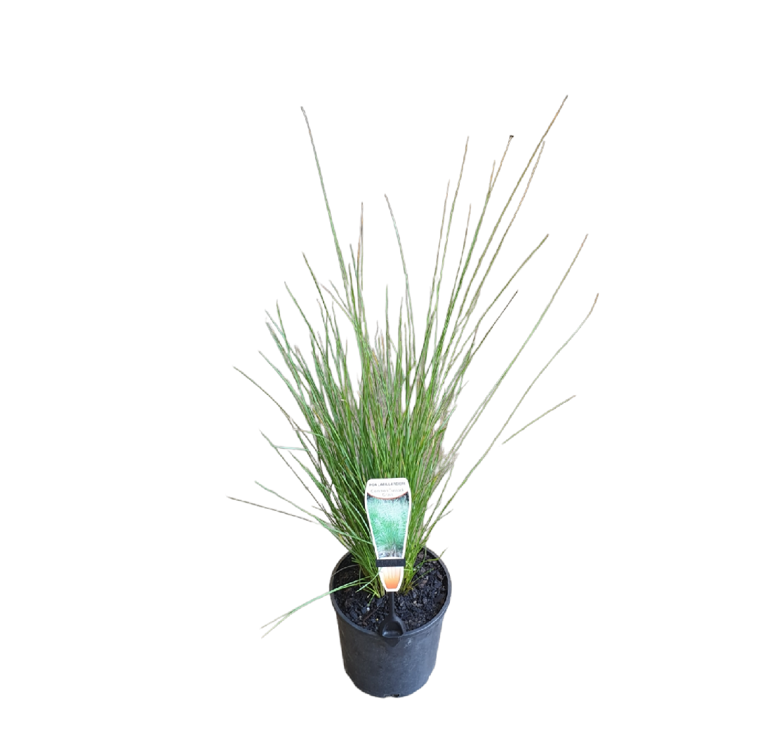 POA LABILLARDIERI 140MM | Garden Feast