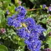 CEANOTHUS BLUE PACIFIC 250MM - Image 2