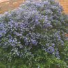 CEANOTHUS BLUE PACIFIC 250MM