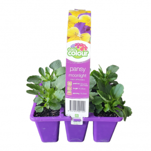 EASY COLOUR PANSY MOONLIGHT