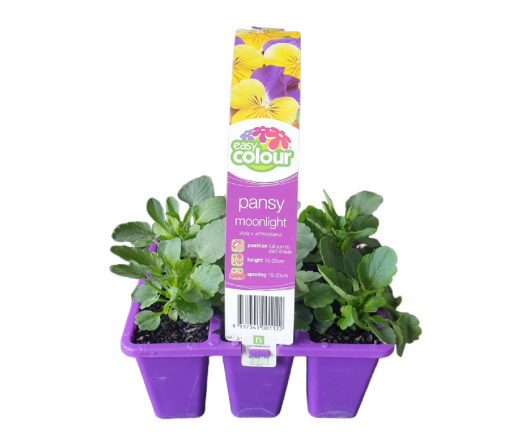 EASY COLOUR PANSY MOONLIGHT