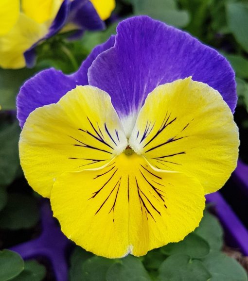 EASY COLOUR PANSY MOONLIGHT - Image 2