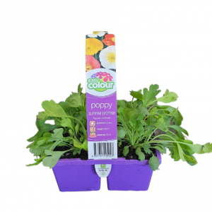EASY COLOUR POPPY SUMMER PROMISE
