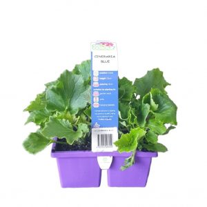 EASY COLOUR CINERARIA BLUE 4 CELL 2