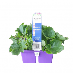 EASY COLOUR CINERARIA PINK 4 CELL