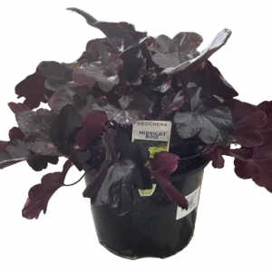 Heuchera Midnight Rose 200mm
