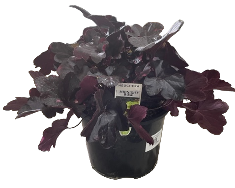 Heuchera Midnight Rose 200mm
