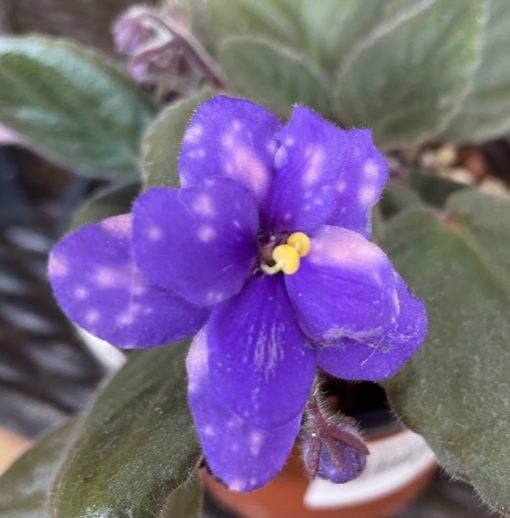 African Violet Speckled Pink 100MM | The Garden Feast