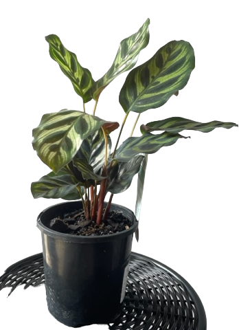 Calathea Makayona 'Mini Mak' 100mm | The Garden Feast
