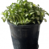 Fittonia Albivensis Lovers 100mm