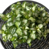 Fittonia Albivensis Lovers 100mm - Image 2