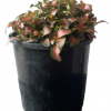 Fittonia Albivenis Jungle Flame 100mm