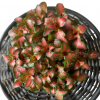 Fittonia Albivenis Jungle Flame 100mm - Image 2