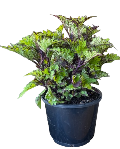 Coleus Rodeo Drive 200mm | The Garden Feast