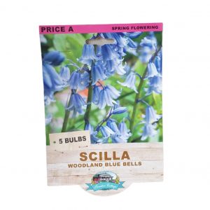 Scilla Woodland blue bells 5 Bulbs