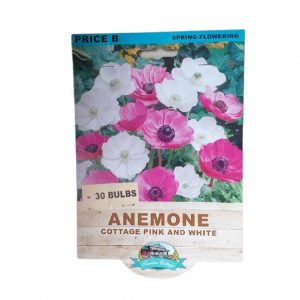 Anemone Cottage Pink & White 20 Bulbs