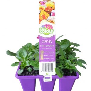 Easy colour Pansy Mini Hawaiian 6 Cell