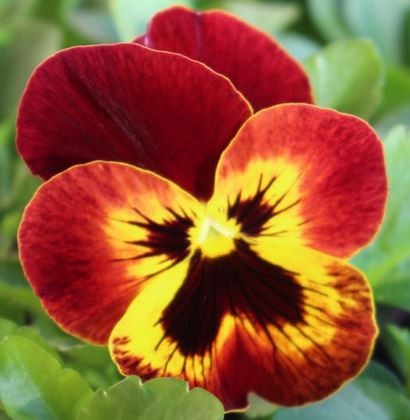 EASY COLOUR PANSY TRAILING FIRE | The Garden Feast