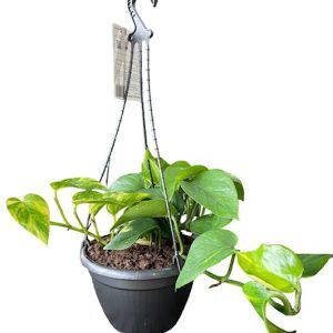EPIPREMNUM DEVILS IVY HB 200MM