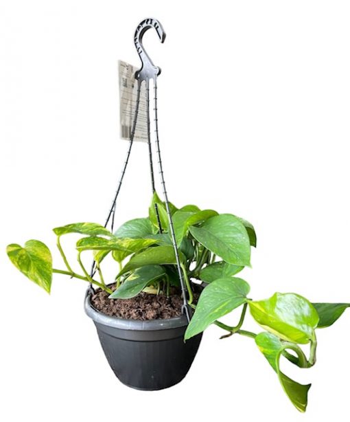 EPIPREMNUM DEVILS IVY HB 200MM