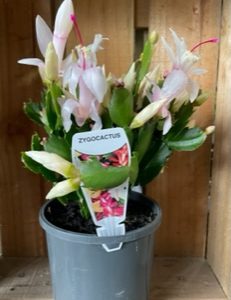 ZYGOCACTUS 140MM
