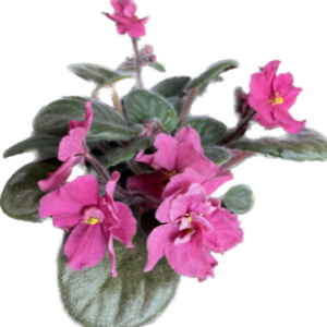 African Violet Double Dark Pink 120mm