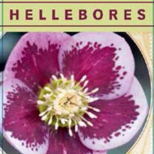 Helleborus Single Berry Splash 140mm