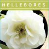Helleborus Double White 140mm