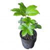 Helleborus Double White 140mm - Image 2