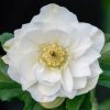 Helleborus Double White 140mm - Image 3