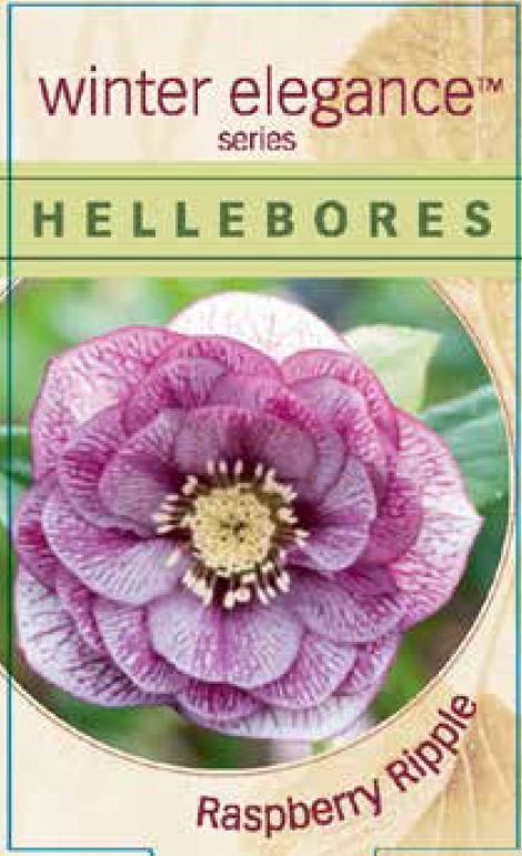 Helleborus Double Raspberry Ripple 140mm | The Garden Feast