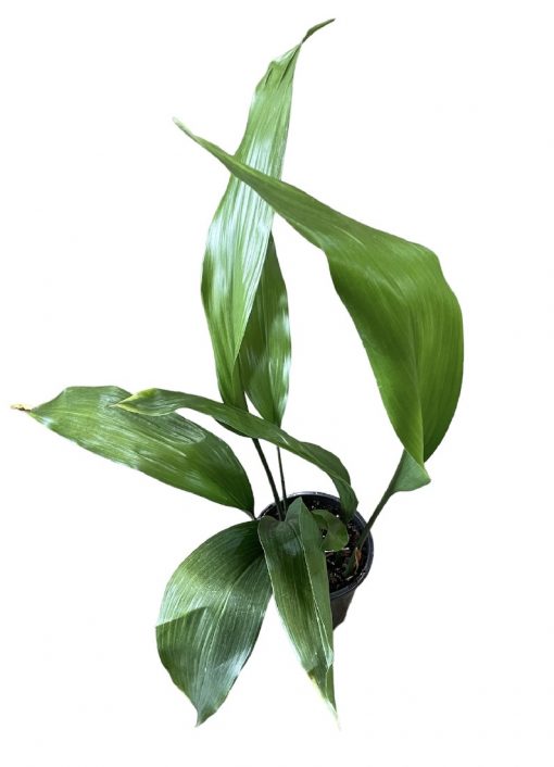 Aspidistra Elatior 200mm
