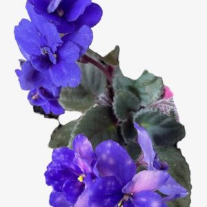 African Violet Purple/Pink Blemishes 120mm