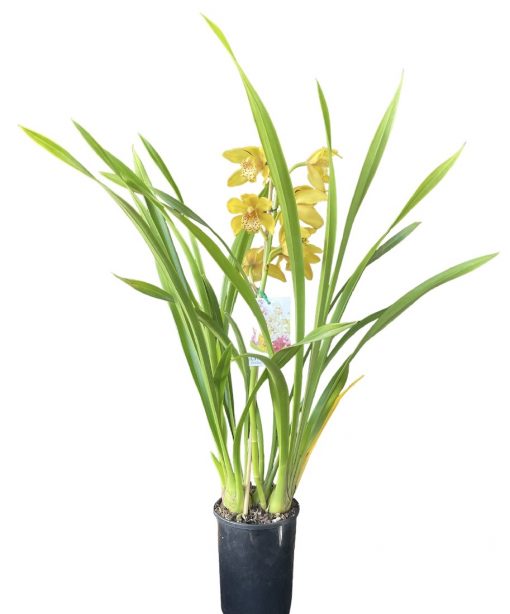 Orchid Cymbidium 14 Yellow Maroon Spot - Image 2