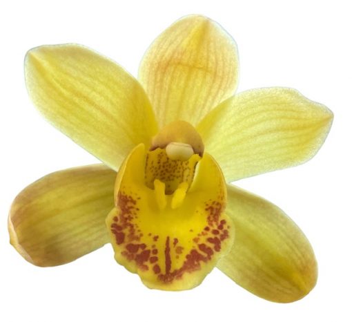 Orchid Cymbidium 16 Gold | The Garden Feast