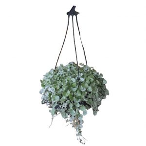 Dichondra Silver Falls Hanging Basket 200mm