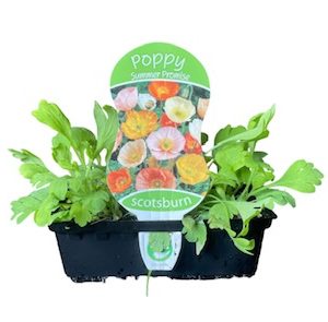 POPPY SUMMER PROMISE