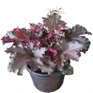 HEUCHERA Black Taffeta